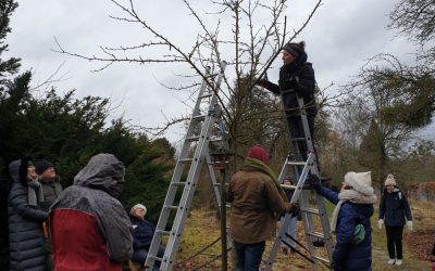 Workshop – Obstbaumschnitt