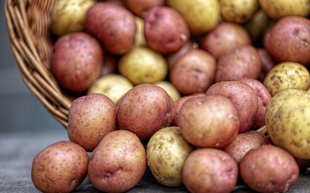 Veranstaltung der Öko-Modellregion „Kartoffel, Möhre und Rote Bete in der Außer-Haus-Verpflegung”