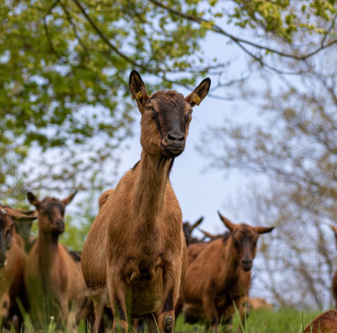 Ferienbetreuung – Feld-, Wald- und Wiesenabenteuer in Landolfshausen