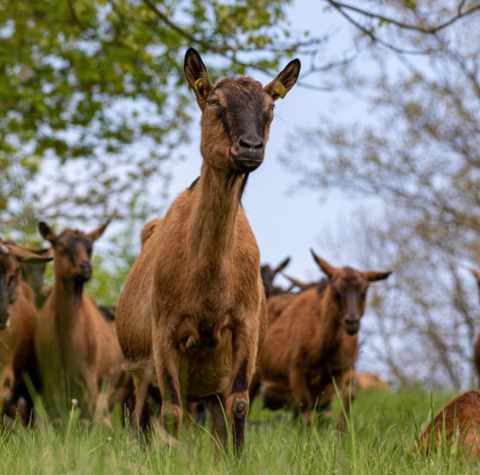 Ferienbetreuung – Feld-, Wald- und Wiesenabenteuer in Landolfshausen